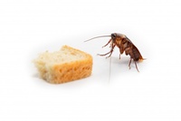 Ефективно пръскане срещу хлебарки 11
