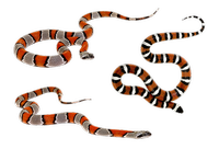 Типове прогонване на змии 19