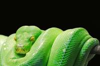 Видове прогонване на змии 31
