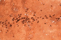 Изключително качествениа борба  против мравки 21