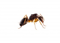 Повече за борбата против мравки 34