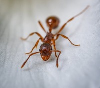 Видове борба  против мравки 36