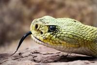 Разнообразие от репелент за змии 18